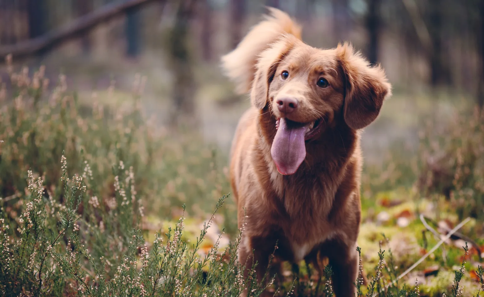 Dog standing in grassy area with tongue out